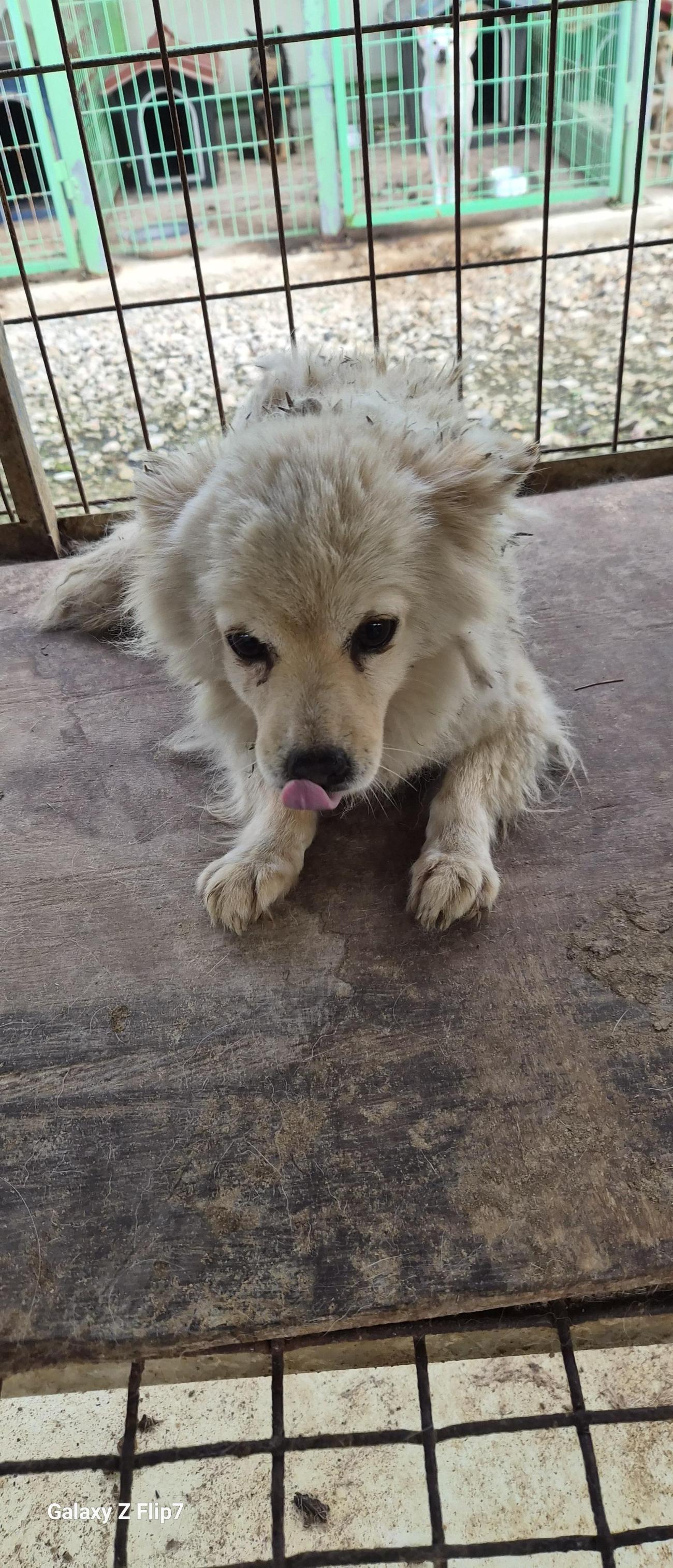 보호중 믹스견의 가…